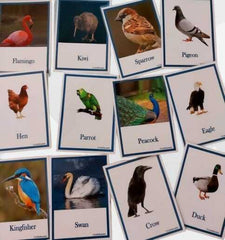 Birds