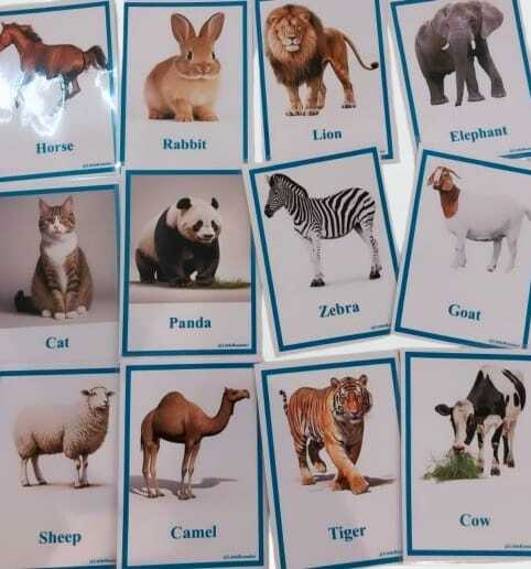 Animals