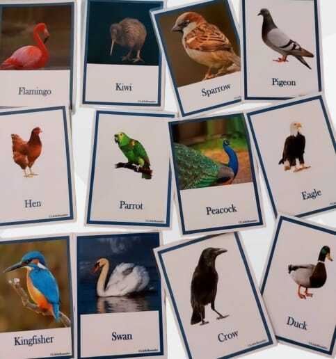 Birds